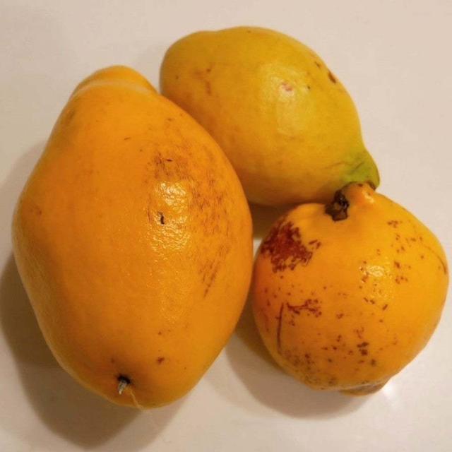 カリンシロップ作り