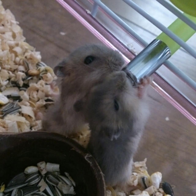 うばいあい・・☆