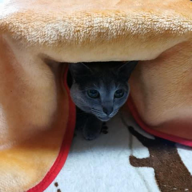 新しいイキモノ