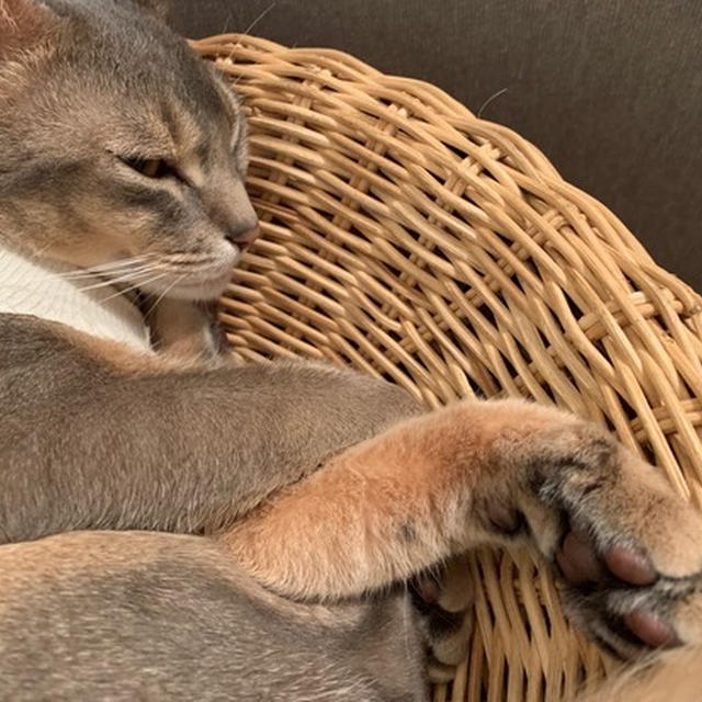 とのの寝相を見て、何かが変だなぁと思う23時