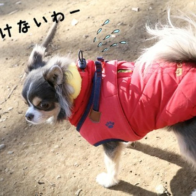 【犬】ドックランラン♪