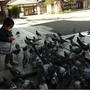 鳩に！