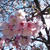sakura2013