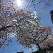 GW後半＊お花見散歩③④