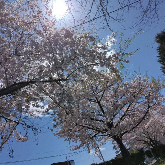 GW後半＊お花見散歩③④