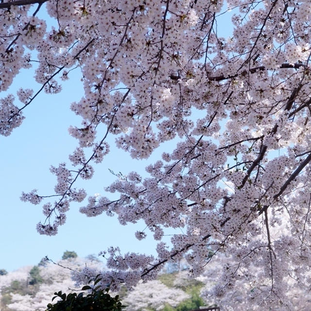 名残の桜【続②地元愛川　さがみの霊園のソメイヨシノ】も素敵でした♪４月４日撮影