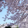 名残の桜【続②地元愛川　さがみの霊園のソメイヨシノ】も素敵でした♪４月４日撮影