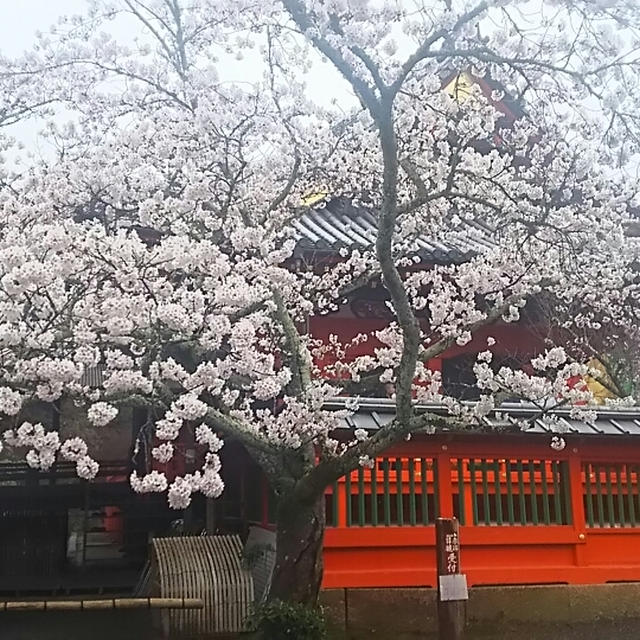 ☆京都・毘沙門堂の桜☆