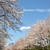 平成最後の桜ん歩！