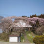 福島にも桜が咲き始めました＼(~o~)／
