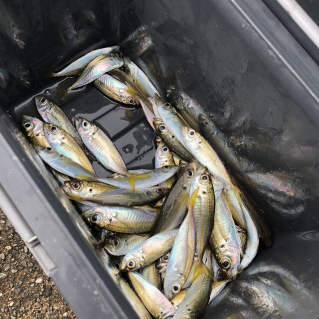 釣りとパン