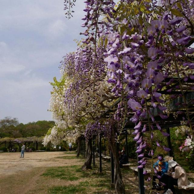 藤棚と春の花、最近撮った写真#ameba写真部