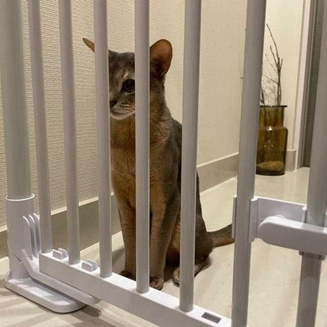 のぼれんニャン設置　〜通れるでちでちょい手こずる…