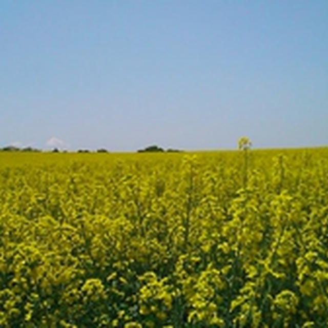 丸加高原の菜の花畑