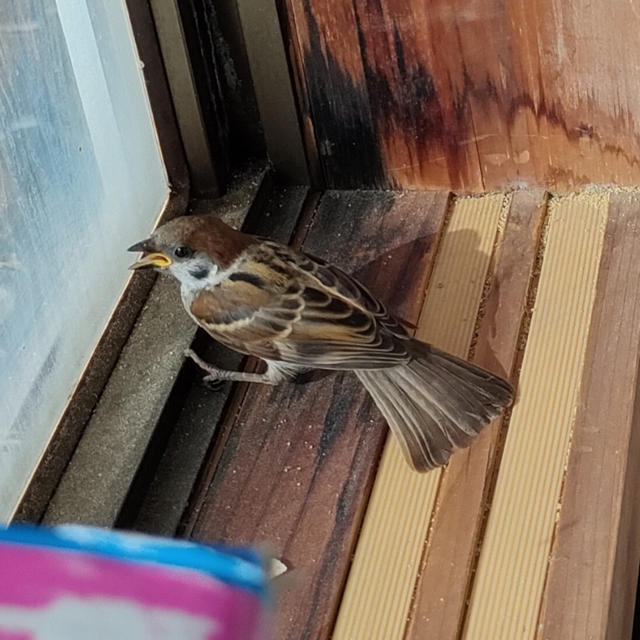 スズメが家に入ってきた結果…