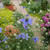 ニゲラ ブルーイスタンブールの花、最近撮った写真#ameba写真部
