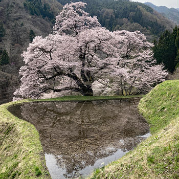 阿智村　花桃から駒つなぎの桜