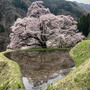 阿智村　花桃から駒つなぎの桜