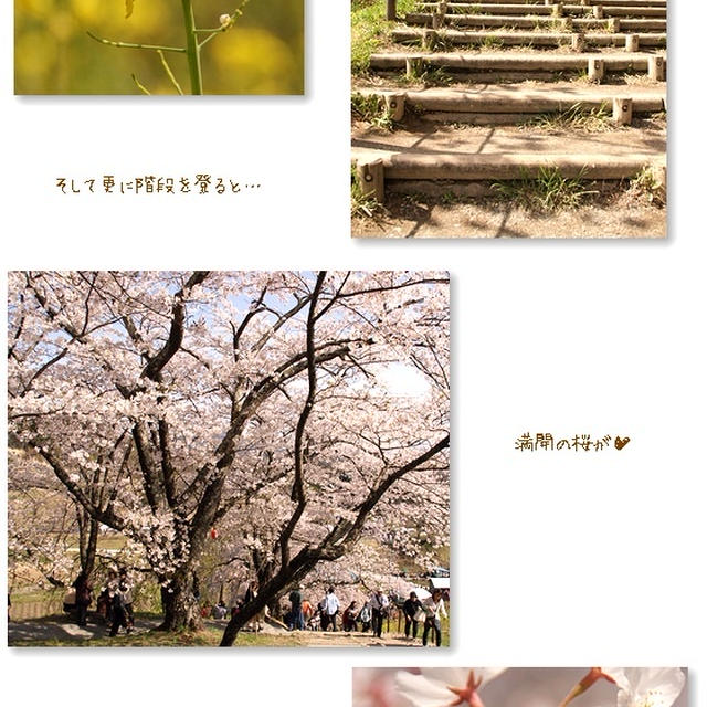 ■ 桜舞う ■