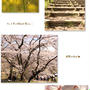■ 桜舞う ■