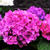 ◆全部プランター栽培【玄関先の私好みの紫陽花各種が　今花満開です♪】