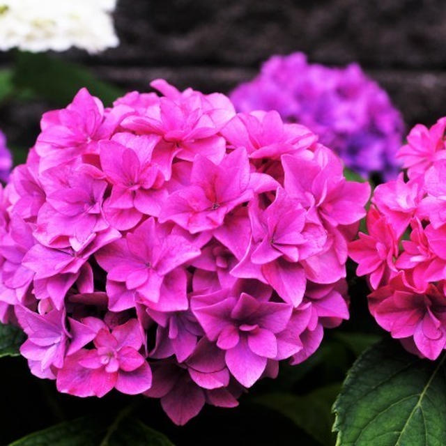 ◆全部プランター栽培【玄関先の私好みの紫陽花各種が　今花満開です♪】