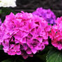 ◆全部プランター栽培【玄関先の私好みの紫陽花各種が　今花満開です♪】