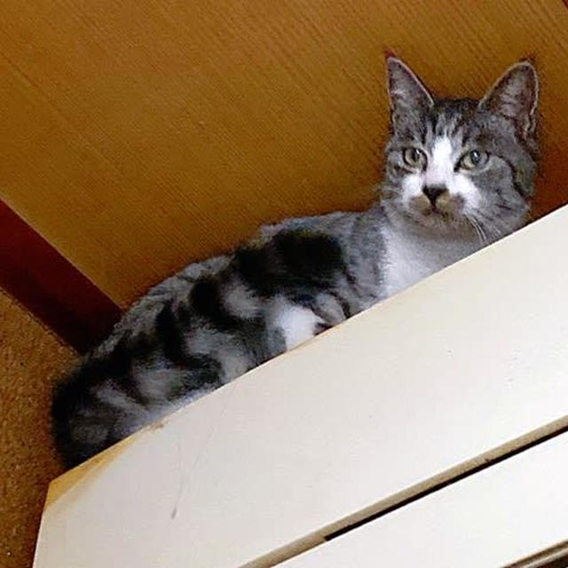 深夜のドタバタ日記〜困ったちゃん増殖の巻〜
