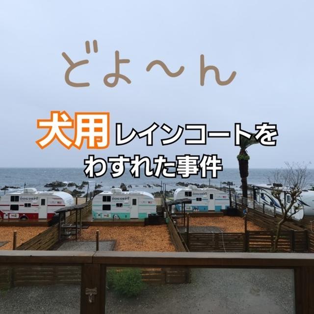 【犬旅あるある】雨で行動できず…レインコート忘れた日を楽しむ工夫