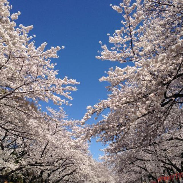 桜ほぼ満開＆「手巻き寿司」