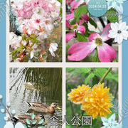 【舎人公園】春の花々とiPhoneの「画像を調べる」
