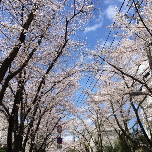 お花見～❀