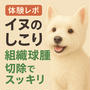 【体験談】犬にできた赤くて大きなしこり…組織球腫とは？切除と診察のリアルレポート