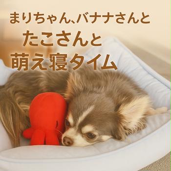 うちのまりちゃん♥