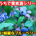 【レシピ】おうちで果実酒シリーズ！ブルーベリー酒！