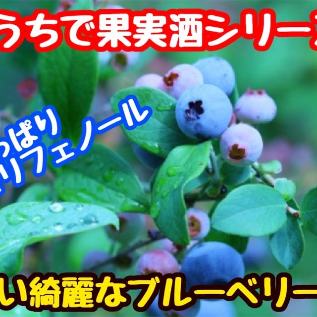 【レシピ】おうちで果実酒シリーズ！ブルーベリー酒！