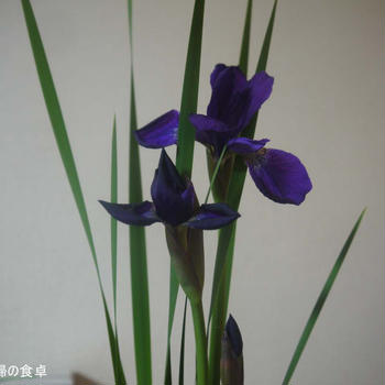 お節句！　菖蒲でなくてアヤメですが・・・