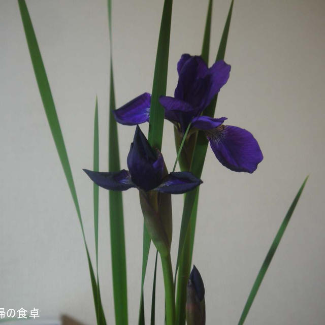 お節句！　菖蒲でなくてアヤメですが・・・