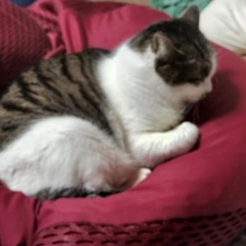 すもも