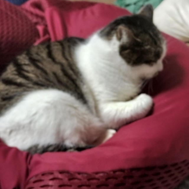 すもも