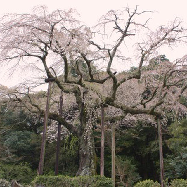 紹太寺の枝垂れ桜