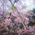 ☆早咲きの桜☆
