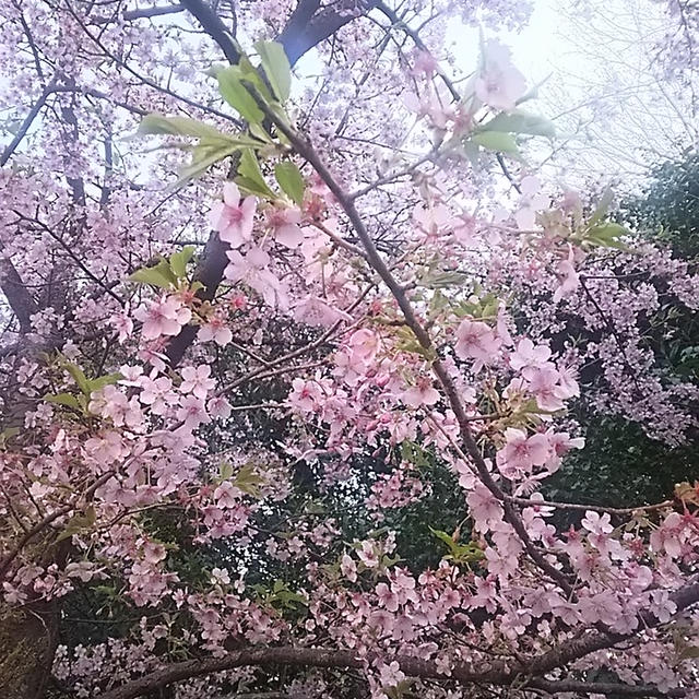 ☆早咲きの桜☆
