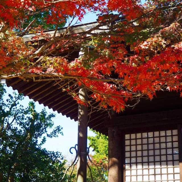 紅葉狩り♪