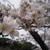 お花見の桜・東行庵