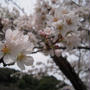 お花見の桜・東行庵