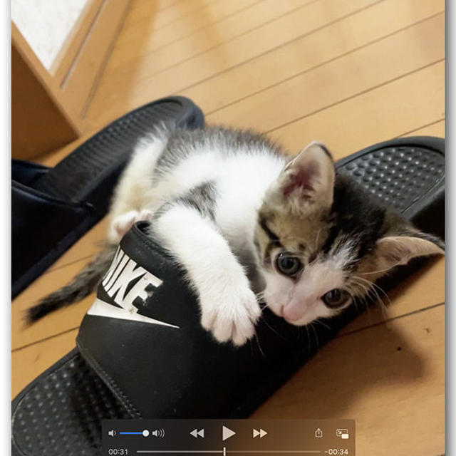 本日の仔猫ちゃん１４ 〜動画付き〜