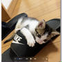 本日の仔猫ちゃん１４ 〜動画付き〜
