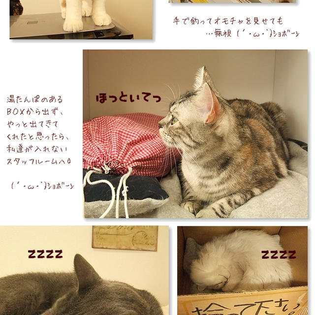 ■可愛い子に癒されたいのに…■無視され続けた(´・ω・`)ｼｮﾎﾞｰﾝ