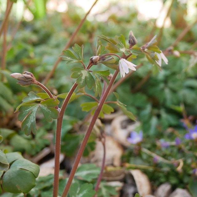 ヒメウズの花2025#最近撮った写真は